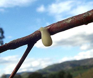 Mistletoe seed on twig
