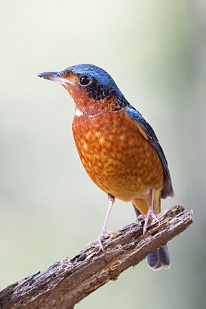 Monticola gularis male non-breeding - Khao Yai.jpg