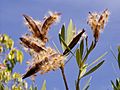 Nerium oleander seeds