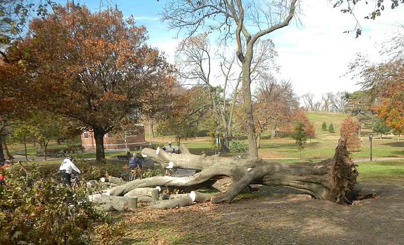 Oak uprooted Sandy in Owls Head Park jeh