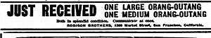Orang-Outangs for sale, Robison brothers, San Francisco 1917