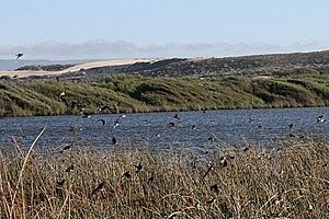 Oso Flaco Lake, near Guadalupe CA