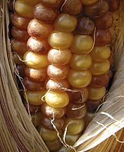 PLoS Mu transposon in maize