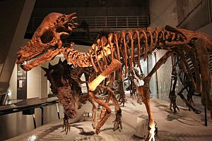 Pachycephalosaurus in Japan