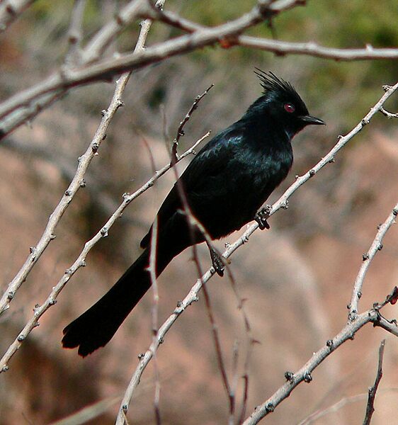 Phainopepla nitens 1