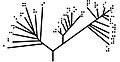 Phylogenetic treePureThickBraille