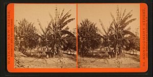 Plantain Tree, by Watkins, Carleton E., 1829-1916