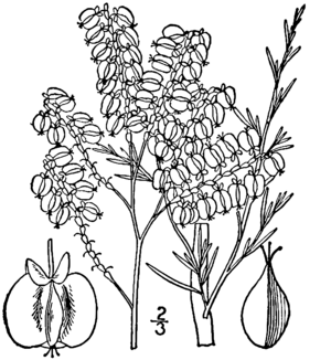 Polygonella americana illustration