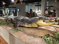 Preserved skin of Lolong at Philippine National Museum
