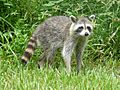 Procyon lotor (Common raccoon)