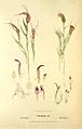 Pterostylis coccina & Pterostylis truncata - FitzGerald, Australian Orchids - vol. 1 pl. 29 (1882)