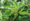 Cornus sericea, redosier dogwood, Potawatomi State Park