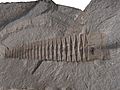 Reticycloceras sp Carboniferous Bear Gulch Montana USA Mo1832b