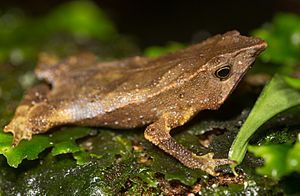 Rhinella festae.jpg