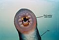 River lamprey mouth labelled