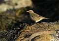 Rock Pipit (Anthus petrosus), Norwick - geograph.org.uk - 553790