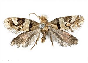 Sabatinca lucilia Lectotype specimen.jpg