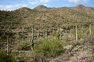 Saguaro cactus forest