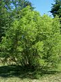 Salix nigra Morton 180-88-3