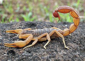 Scorpion Photograph By Shantanu Kuveskar.jpg