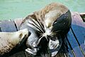 Sealion22
