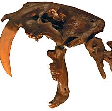 Smilodon fatalis, Pengo