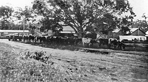 StateLibQld 2 157701 Team of bullocks hauling a wagon of logs in Ballinger Cresent, Buderim, 1927