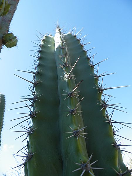 Stenocereus stellatus 2