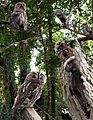 Tawny Owl from the Crossley ID Guide Britain and Ireland