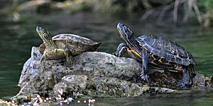 Texas cooter (Pseudemys texana) and red-eared slider (Trachemys scripta), Colorado River, Travis County, Texas, USA (12 April 2012)