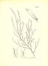 The botany of Captain Beechey's voyage; comprising an acount of the plants collected by Messrs. Lay and Collie, and other officers of the expedition, during the voyage to the Pacific and Behring's (20217761858).jpg