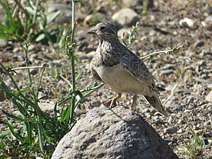 Thinocorus rumicivorus 29836816.jpg