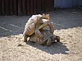 Tortoise mating