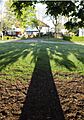 Tree shadow Chorltonville