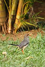 Turdus plumbeus in Dominica-a01a