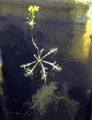 Utricularia (floating)