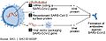 Vaccine candidate mechanisms for SARS-CoV-2 (49948301838)