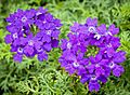 Verbena californica (California vervain) (28969583753)