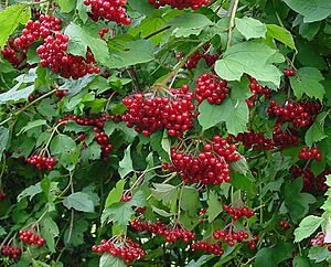 Viburnum opulus C.jpg
