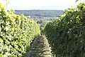 Vines, Russin, Switzerland