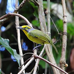 Vireolanius leucotis - Slaty-capped Shrike-Vireo.JPG