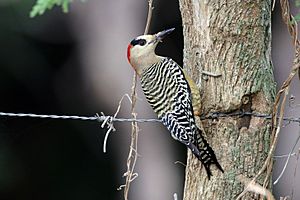 West Indian woodpecker (Melanerpes superciliaris superciliaris) female.JPG