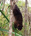 Western ringtail possum at Locke Nature Reserve