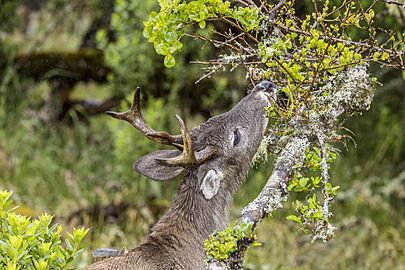 White-tailed deer (Odocoileus virginianus goudotii) male browsing Chingaza 2