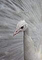 White Peacock, Palmitos Park, May 2018