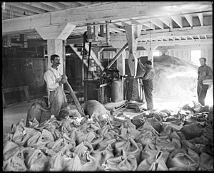 Workers weighing and sacking sugar at the Pacific Sugar Company, Visalia, Tulare County, California, ca.1900 (CHS-5392)