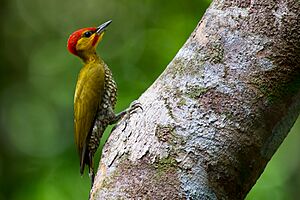 Yellow-throated woodpecker (Piculus flavigula).jpg