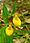 Cypripedium parviflorum, yellow lady's-slipper, Ellison bluff