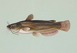 Yellow bullhead fish ameiurus natalis