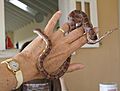 Young corn snake, Nevis